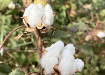 ТҮРКІСТАН: МАҚТААРАЛДА ЖЫЛЫНА 65 МЫҢ ТОННА МАҚТА ТАЛШЫҒЫ ӨНДІРІЛЕДІ