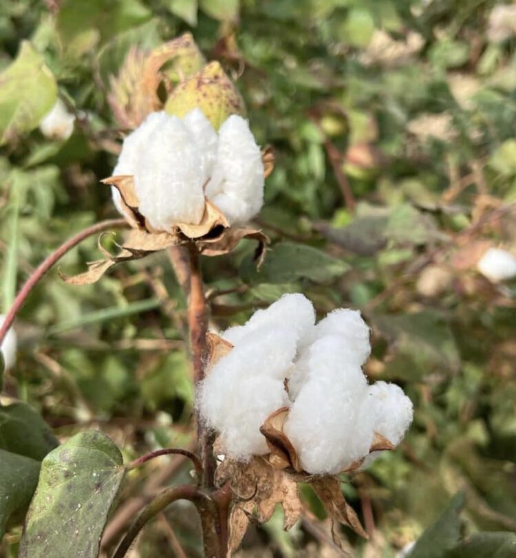 ТҮРКІСТАН: МАҚТААРАЛДА ЖЫЛЫНА 65 МЫҢ ТОННА МАҚТА ТАЛШЫҒЫ ӨНДІРІЛЕДІ