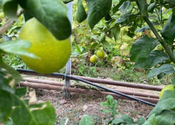 ТҮРКІСТАН: КЕЛЕСТІК ШАРУА ТРОПИКАЛЫҚ ЖЕМІСТЕРДІ ЖЕРСІНДІРУДЕ