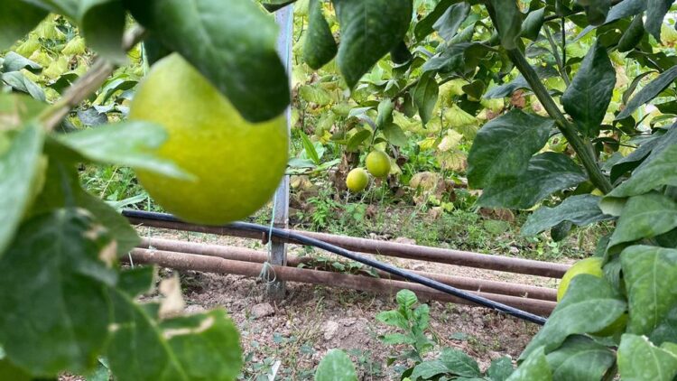 ТҮРКІСТАН: КЕЛЕСТІК ШАРУА ТРОПИКАЛЫҚ ЖЕМІСТЕРДІ ЖЕРСІНДІРУДЕ