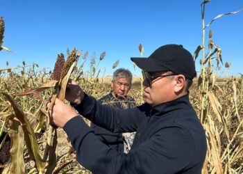 ТҮРКІСТАНДЫҚ ШАРУА ҚҰМАЙ ДАҚЫЛЫНАН МОЛ ӨНІМ АЛУДЫ КӨЗДЕП ОТЫР