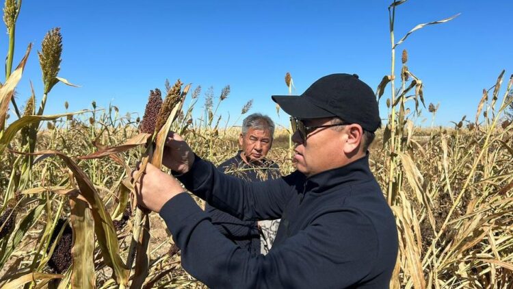 ТҮРКІСТАНДЫҚ ШАРУА ҚҰМАЙ ДАҚЫЛЫНАН МОЛ ӨНІМ АЛУДЫ КӨЗДЕП ОТЫР
