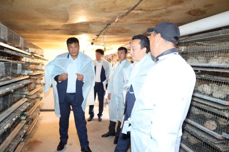 ТҮРКІСТАН: ТӨЛЕБИЛІК ТҰРҒЫН БӨДЕНЕ ӨСІРІП, ТАБЫС ТАБУДА