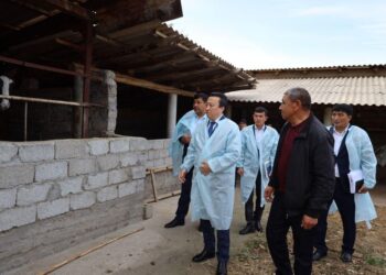 ТҮРКІСТАН: АУЫЛ ТҰРҒЫНДАРЫ ЖЕҢІЛДЕТІЛГЕН НЕСИЕ АЛЫП, КӘСІБІН КЕҢЕЙТУДЕ