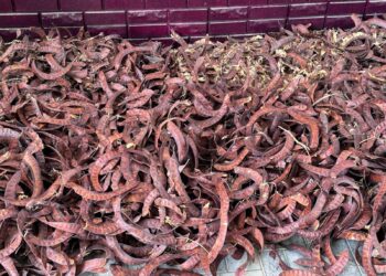 АРЫСТА ЖЕРГІЛІКТІ ТҰҚЫМБАҚТА ӨНДІРІЛГЕН ЖӘНЕ ҚАЛА КЛИМАТЫНА БЕЙІМДЕЛГЕН АҒАШТАР ЕГІЛІП ЖАТЫР