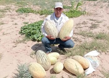 ТҮРКІСТАН ОБЛЫСЫНЫҢ ДИҚАНЫ ЖАЗДА ЕГІСТІКТІ СУАРМАЙ-АҚ ҚАУЫН ӨСІРДІ