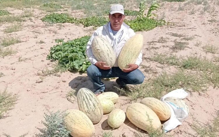 ТҮРКІСТАН ОБЛЫСЫНЫҢ ДИҚАНЫ ЖАЗДА ЕГІСТІКТІ СУАРМАЙ-АҚ ҚАУЫН ӨСІРДІ