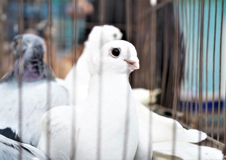 ТҮРКІСТАН: КЕНТАУДА «АҚ КӨГЕРШІН» РЕСПУБЛИКАЛЫҚ КӨГЕРШІНДЕР ЖӘРМЕҢКЕСІ ӨТТІ