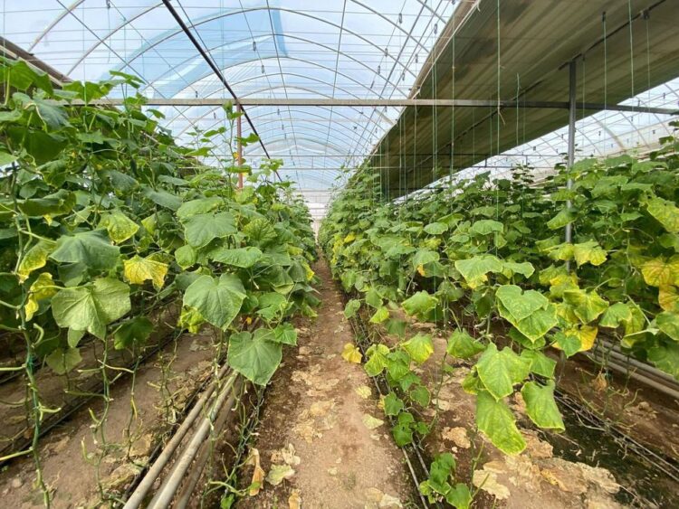 ТҮРКІСТАН: ОРДАБАСЫДА «АУЫЛ АМАНАТЫ» БАҒДАРЛАМАСЫМЕН 165 ЖОБА ҚОЛДАУ ТАПҚАН