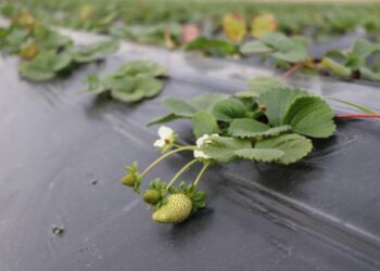 ТҮРКІСТАН: ТҮЛКІБАСТА ҚҰЛПЫНАЙ ӨСІРУШІЛЕР ҚАТАРЫ АРТЫП КЕЛЕДІ