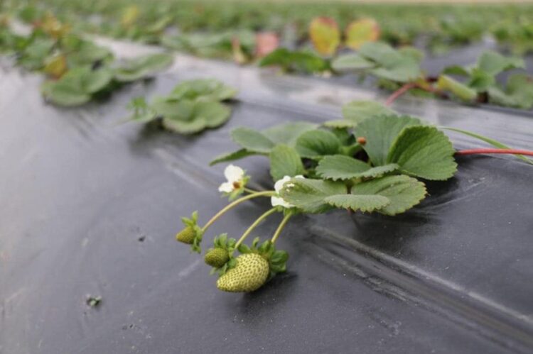 ТҮРКІСТАН: ТҮЛКІБАСТА ҚҰЛПЫНАЙ ӨСІРУШІЛЕР ҚАТАРЫ АРТЫП КЕЛЕДІ