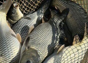 ТҮРКІСТАН: ШАРДАРАДА БАЛЫҚ ШАРУАШЫЛЫҒЫ ҚАРҚЫНДЫ ДАМЫП КЕЛЕДІ