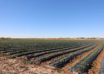 ТҮРКІСТАН: САРЫАҒАШТА ЗАМАНАУИ ҮЛГІДЕГІ ТЕХНОЛОГИЯ АРҚЫЛЫ ҚҰЛПЫНАЙ ӨСІРІЛУДЕ