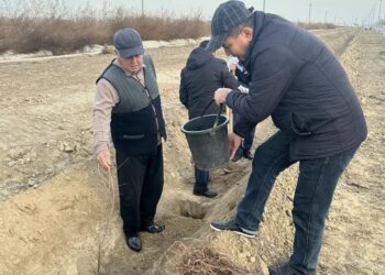 ТҮРКІСТАН: МАҚТААРАЛ АУДАНЫНДА 5 МЫҢНАН АСА КӨШЕТ ОТЫРҒЫЗЫЛДЫ