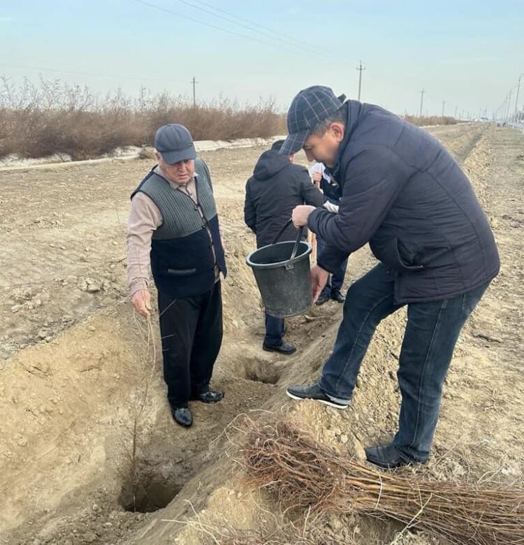 ТҮРКІСТАН: МАҚТААРАЛ АУДАНЫНДА 5 МЫҢНАН АСА КӨШЕТ ОТЫРҒЫЗЫЛДЫ