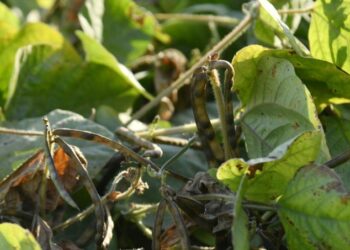 АӘК алушылар азайып келеді