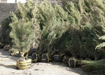 КЕЛЕС АУДАНЫНДА КҮЗ АЙЛАРЫНДА 15 МЫҢҒА ЖУЫҚ АҒАШ КӨШЕТТЕРІ ЕГІЛДІ