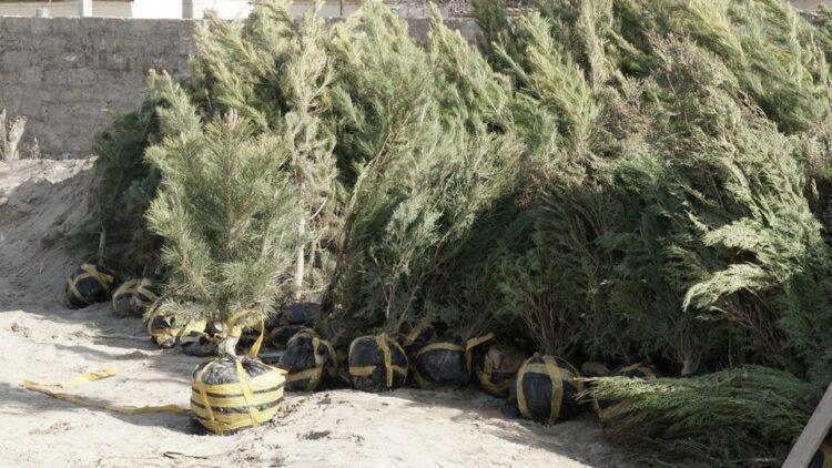 КЕЛЕС АУДАНЫНДА КҮЗ АЙЛАРЫНДА 15 МЫҢҒА ЖУЫҚ АҒАШ КӨШЕТТЕРІ ЕГІЛДІ