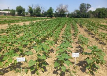 САПАЛЫ  ТҰҚЫМ — ЖОҒАРЫ ӨНІМДІЛІКТІҢ  КЕПІЛІ