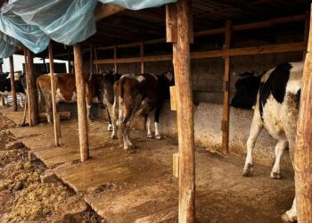 КЕЛЕСТІКТЕР «АУЫЛ АМАНАТЫ»-НЫҢ ШАРАПАТЫН КӨРУДЕ