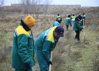 ТҮРКІСТАН: АРЫСҚА КІРЕБЕРІСТЕ ЖЕМІС БАҒЫ ЖАЙҚАЛАДЫ