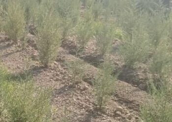 ТҮРКІСТАН: КЕЛЕСТІКТЕР АУЫЛДЫҢ КӨРКЕЮІНЕ ҮЛЕС ҚОСЫП ЖАТЫР