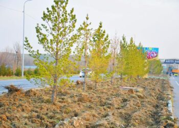 ТҮРКІСТАН: ОРДАБАСЫДА 20 МЫҢНАН АСА АҒАШ КӨШЕТІ ОТЫРҒЫЗЫЛДЫ