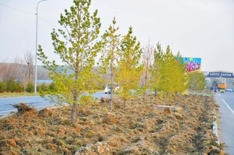 ТҮРКІСТАН: ОРДАБАСЫДА 20 МЫҢНАН АСА АҒАШ КӨШЕТІ ОТЫРҒЫЗЫЛДЫ