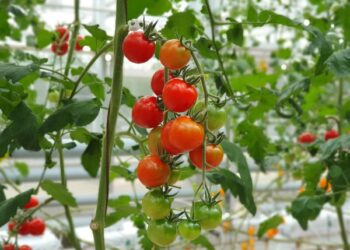 ЖЫЛЫЖАЙ ШАРУАШЫЛЫҒЫН ҚОЛДАУ АУҚЫМЫ КЕҢЕЙТІЛДІ