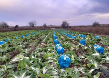 ТҮРКІСТАН: КЕЛЕСТІК ШАРУАЛАР ҚЫРЫҚҚАБАТ ЖИНАП ЖАТЫР