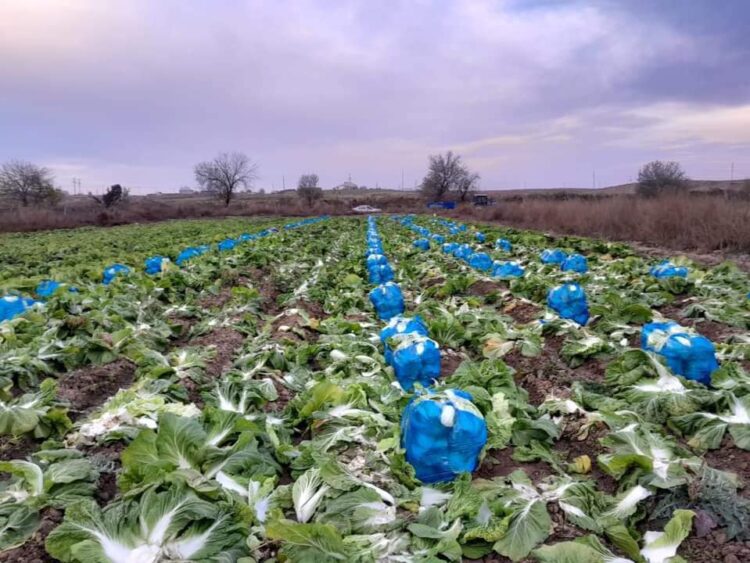 ТҮРКІСТАН: КЕЛЕСТІК ШАРУАЛАР ҚЫРЫҚҚАБАТ ЖИНАП ЖАТЫР