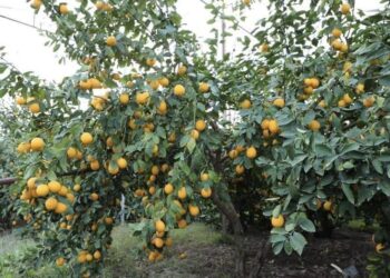 ТҮРКІСТАН: САРЫАҒАШТЫҚ БАҒБАНДАР ЛИМОН ЖИНАУДА