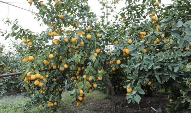 ТҮРКІСТАН: САРЫАҒАШТЫҚ БАҒБАНДАР ЛИМОН ЖИНАУДА