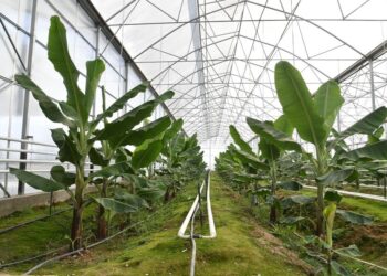 ТҮРКІСТАН ӨҢІРІНДЕ ЭКЗОТИКАЛЫҚ ЖЕМІС-ЖИДЕКТЕР ӨСІРЕТІН ЖЫЛЫЖАЙЛАР АУМАҒЫ ҰЛҒАЯДЫ