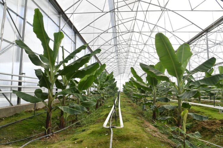 ТҮРКІСТАН ӨҢІРІНДЕ ЭКЗОТИКАЛЫҚ ЖЕМІС-ЖИДЕКТЕР ӨСІРЕТІН ЖЫЛЫЖАЙЛАР АУМАҒЫ ҰЛҒАЯДЫ