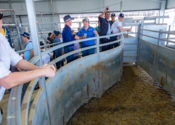 Аустралиялық мал шаруашылығы әдісі: шығындарды азайту, қалдықсыз өндіріс, тұрақты бақылау