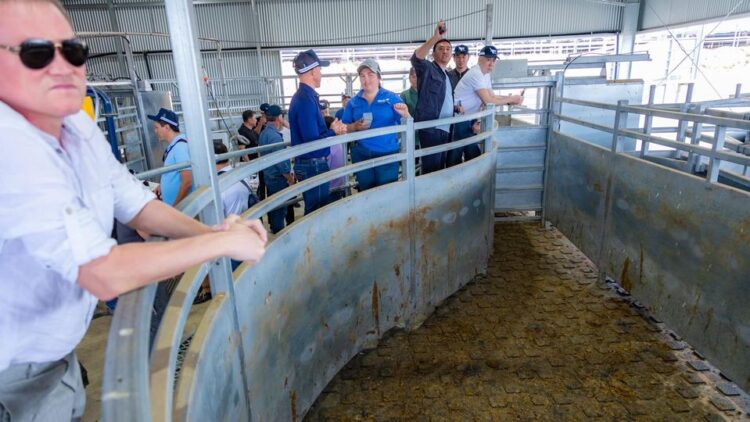 Аустралиялық мал шаруашылығы әдісі: шығындарды азайту, қалдықсыз өндіріс, тұрақты бақылау