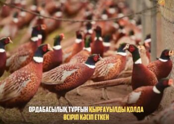 ОРДАБАСЫЛЫҚ ТҰРҒЫН ҚЫРҒАУЫЛДЫ ҚОЛДА ӨСІРІП КӘСІП ЕТКЕН