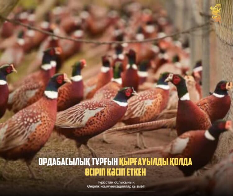 ОРДАБАСЫЛЫҚ ТҰРҒЫН ҚЫРҒАУЫЛДЫ ҚОЛДА ӨСІРІП КӘСІП ЕТКЕН