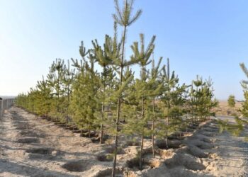 ТҮРКІСТАН ОБЛЫСЫНДА ӨТКЕН ЖЫЛЫ 1 МЛН-НАН АСТАМ КӨШЕТ ЕГІЛГЕН