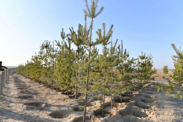 ТҮРКІСТАН ОБЛЫСЫНДА ӨТКЕН ЖЫЛЫ 1 МЛН-НАН АСТАМ КӨШЕТ ЕГІЛГЕН