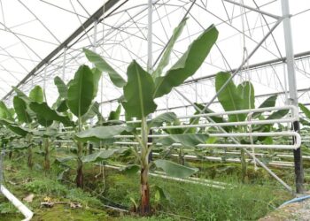 ТҮРКІСТАНДЫҚ ЖЫЛЫЖАЙ ИЕЛЕРІНЕ 565 МЛН. ТЕҢГЕ СУБСИДИЯ ТӨЛЕНДІ