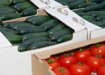 ТҮРКІСТАН: МАҚТААРАЛДА ЖЫЛЫЖАЙ ШАРУАШЫЛЫҒЫ ДАМЫП КЕЛЕДІ