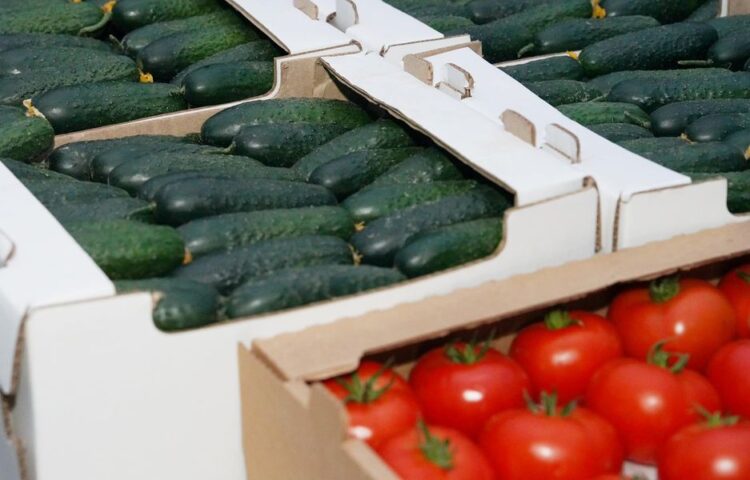 ТҮРКІСТАН: МАҚТААРАЛДА ЖЫЛЫЖАЙ ШАРУАШЫЛЫҒЫ ДАМЫП КЕЛЕДІ