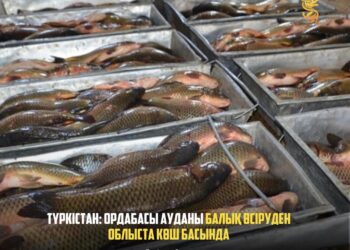 ТҮРКІСТАН: ОРДАБАСЫ АУДАНЫ БАЛЫҚ ӨСІРУДЕН ОБЛЫСТА КӨШ БАСЫНДА
