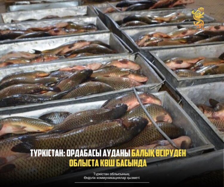 ТҮРКІСТАН: ОРДАБАСЫ АУДАНЫ БАЛЫҚ ӨСІРУДЕН ОБЛЫСТА КӨШ БАСЫНДА