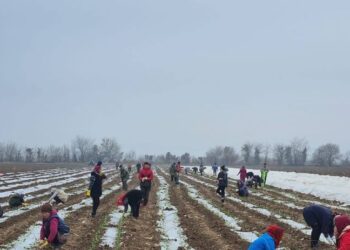 Мақтааралдық шаруалар қысқы шілде күнінде қырыққабат егуде