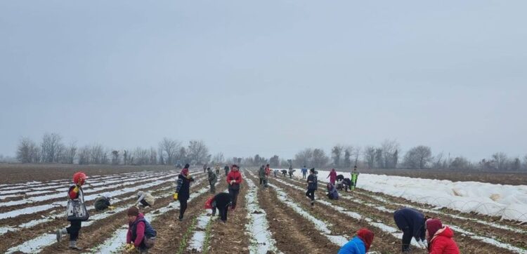 Мақтааралдық шаруалар қысқы шілде күнінде қырыққабат егуде