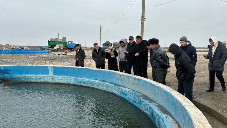 ТҮРКІСТАН: САУРАНДЫҚ КӘСІПКЕРЛЕР ШАРДАРАҒА БАРЫП, БАЛЫҚ ШАРУАШЫЛЫҒЫН ДАМЫТУ ЖОЛДАРЫН ҮЙРЕНДІ