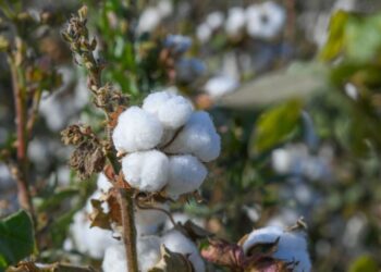 ТҮРКІСТАН: САУРАН АУДАНЫНЫҢ «АҚ АЛТЫНЫ» ШЕТЕЛГЕ ЭКСПОРТТАЛАДЫ